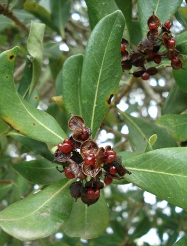 Pittosporum viridiflorum split fruit capsules 
